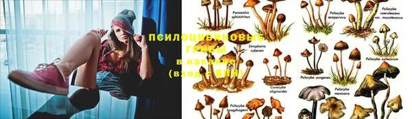 ГАЛЛЮЦИНОГЕННЫЕ ГРИБЫ Лабытнанги